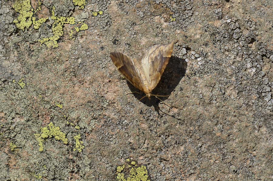 Falena da id. - Eulithis populata